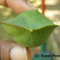 Terminalia catappa L.